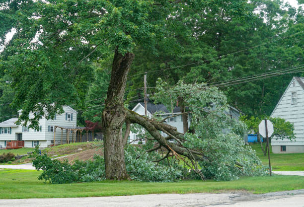 Best Tree Mulching Services  in South Miami, FL